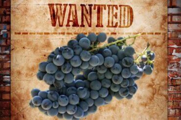 An Outlaw Grape (The History of Schioppettino)