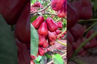 Exploring Culinary Delights A Video Tour with a Neutral Perspective#shorts #viral #forest #nature