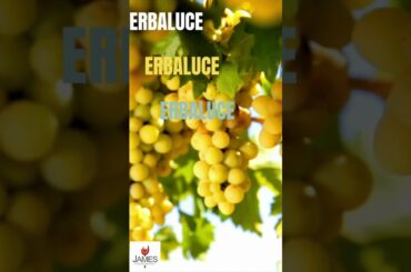 How to Pronounce Erbaluce #howtopronounce #erbaluce #wine #italy #shortsv