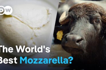 How buffalo mozzarella is made in Italy