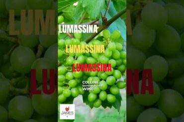 How to Pronounce Lumassina #howtopronounce #wine #shorts #italy