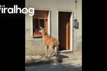 Rude Deer Eats Woman's Flowers || ViralHog