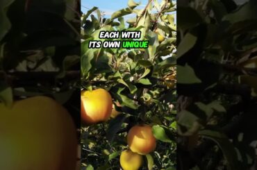 "Discover the Best Italian Apples: History, Regions, and Delicious Recipes"  #applefruit