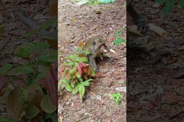 Eating Cake  #monkey #shortvideo #italy #usa #australia #monkey #cute  #animals