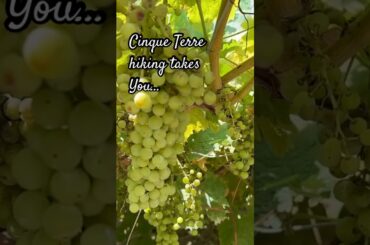 Mind Blowing Cinque Terre View! #short #shorts #vines #shortsfeed #shortvideo #travel #italy #viral
