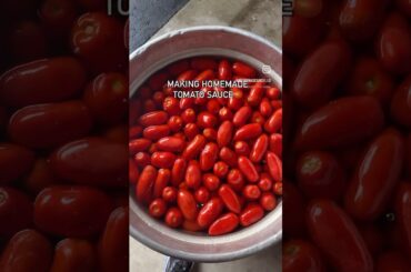 Making & Jarring Authentic Italian Tomato Sauce From Scratch #trendingshorts #homemade #tomatosauce