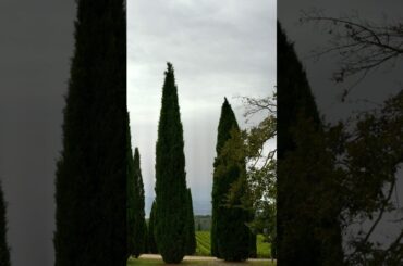 Experience Italy - Tuscany | Wine Country #tuscany  #shorts