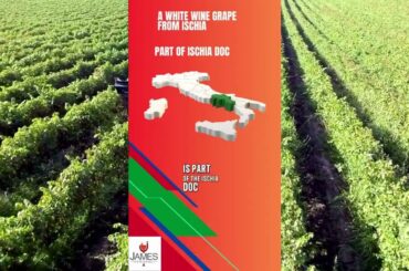 Italian Grapes: Forastera #wine #italianwine #italy #howtopronounce