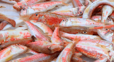 What is this fish species? They are small, about 10cm long. Found in fish market in Catania.