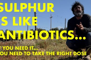 ALDO VIOLA | Sicilian Natural Wine