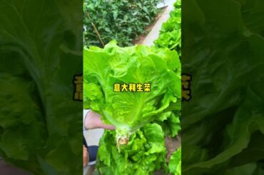 Plant some Italian lettuce, it tastes fresh and crisp, very delicious.