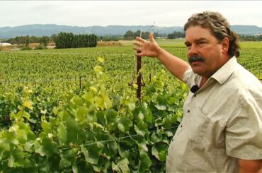 California, Santa Barbara Valley and Sonoma Valley: the Land of New World Wines