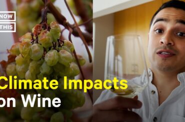 How the Climate Crisis Could Impact Wine Production #Shorts