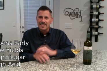 Pecorino - Know Wine In No Time