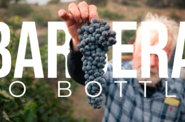 Growing & Harvesting Grapes from Vine to Wine | PARAGRAPHIC