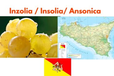 Insolia, Inzolia, Ansonica - An Alluring Sicilian White Wine Variety