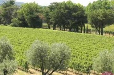 Gaja in Tuscany l Wine Spectator