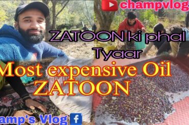ZATOON Ka BAGH || MOST EXPENSIVE OIL OF ZATOON || GARDEN VLOG