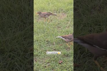 Was so amazing #dubai #shorts #birds