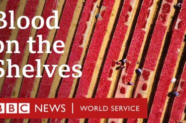 Uncovering The Secrets Of Xinjiang's Tomato Industry: Blood On The Shelves - BBC World Service