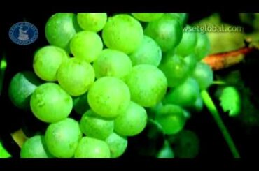 WSET 3 Minute Wine School - Chablis, presented by Jancis Robinson MW