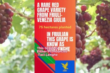 Italian Wine Grapes - Tazzelenghe #howtopronounce #italiangrape #wine