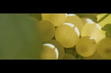 Bortoluzzi Winery Intro Video