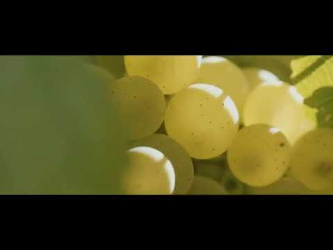 Bortoluzzi Winery Intro Video Bortoluzzi Winery Intro Video