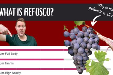 What is Refosco? (an Italian Wine Underdog Story)
