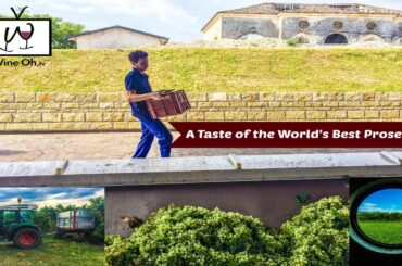 A Taste of the World's Best Prosecco with Masottina Winery & Wine Oh TV