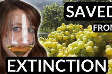 This Italian WHITE WINE Was Almost EXTINCT!