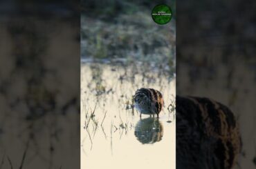 VERY FAST COMMON SNIPE #wildlife #snipe #bird #italy #fast #cute #eating