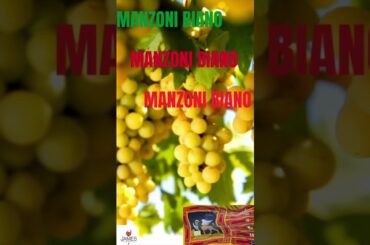 How to Pronounce Manzoni Bianco #howtopronounce #italy #wine #shorts