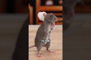 Ratatouille IRL