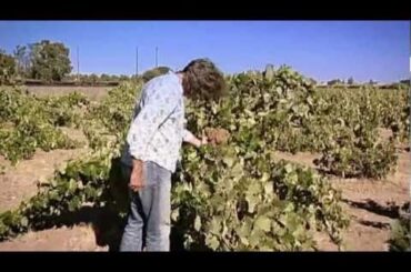 Oz and James's Big Wine Adventure - San Francisco [2 of 2]