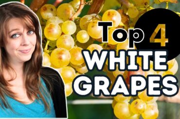 The 4 Fundamental White Wine Grape Varieties