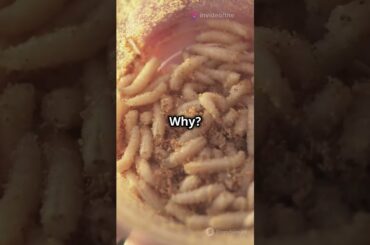 Casu Marzu: Italy's Forbidden Cheese! #facts #culinarydiscoveries #wanderlustfacts