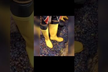 Making of Italian traditional wine #facts #h2facts #shorts