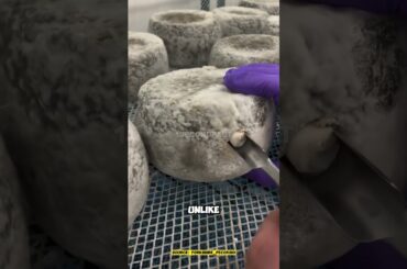 Cheese Pacorino #funfacts #food #viralvideo