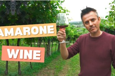 AMARONE WINE VALPOLICELLA: UNVEILING THE SECRETS OF ITALY'S LEGENDARY RED WINES!