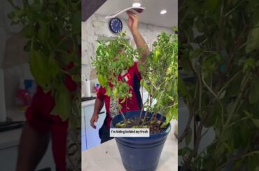 This cookbook has great oldschool Italian recipes