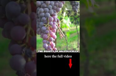 AMARONE RED ITALIAN WINE VALPOLICELLA