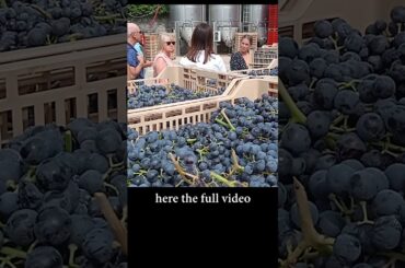 AMARONE WINE VALPOLICELLA