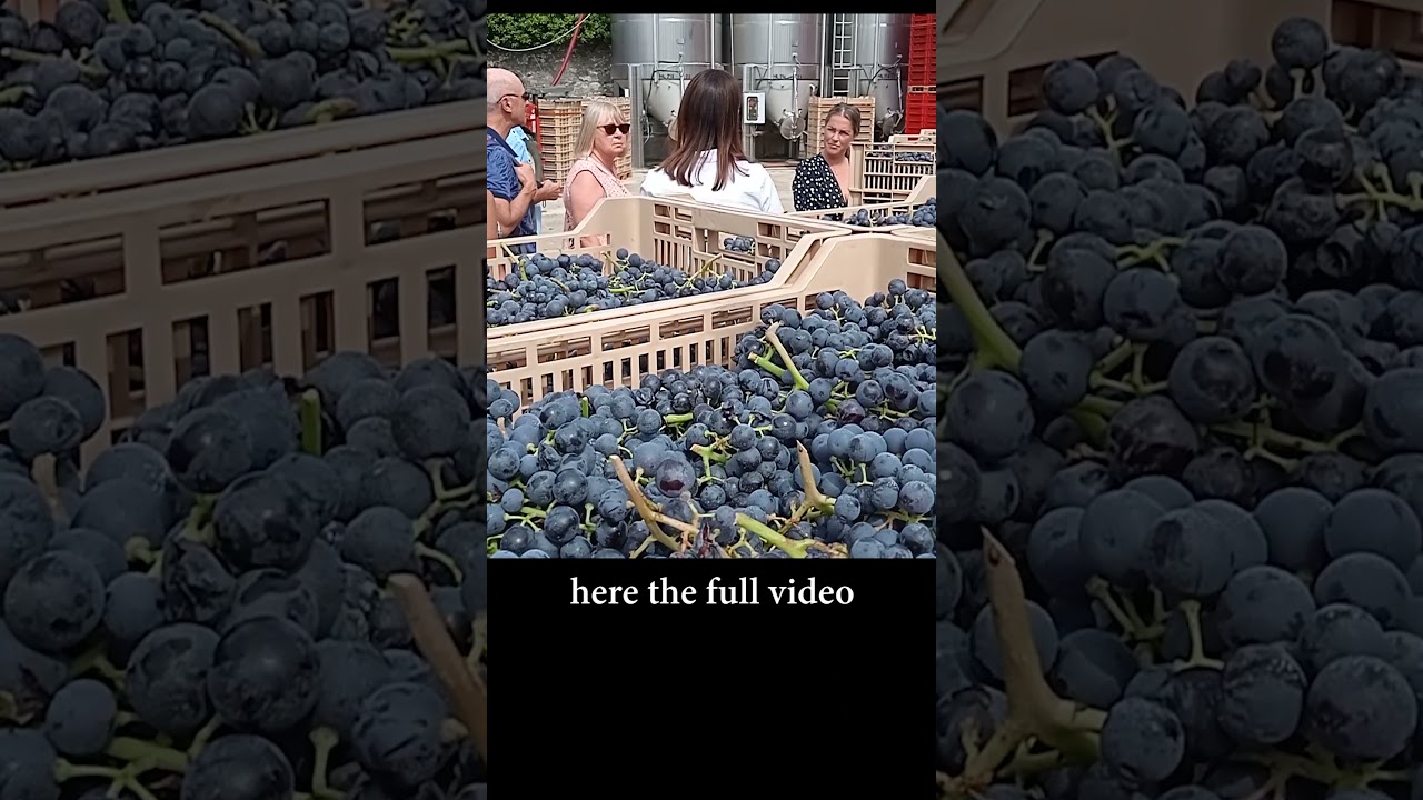 AMARONE WINE VALPOLICELLA AMARONE WINE VALPOLICELLA