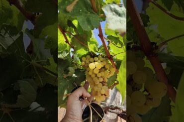 Grape research centre, Hyderabad #grape #reasearch #grapegarden #hyderabad #shortsvideo #shorts