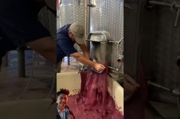 How Not To Make Wine - A Humorous Guide