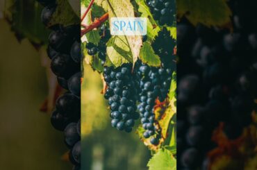 Top 3 Wine Producers in Europe