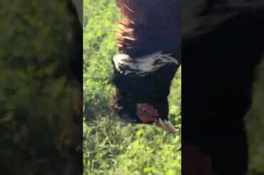 Hunting in Southern Italy: A hunting birds -Fueled Feast #italiangetaway #italiancity#1000subscriber