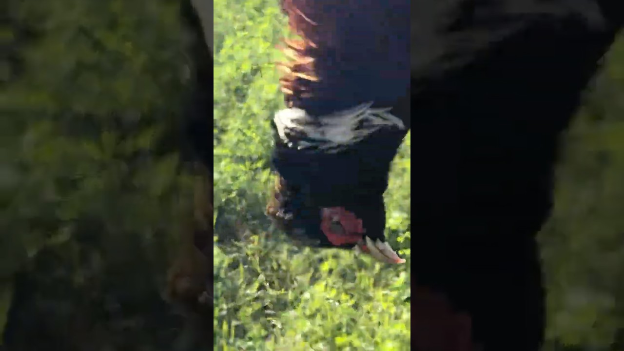 Hunting in Southern Italy: A hunting birds -Fueled Feast #italiangetaway #italiancity#1000subscriber Hunting in Southern Italy: A hunting birds -Fueled Feast #italiangetaway #italiancity#1000subscriber