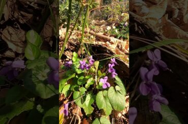Wild Violets (Viola Odorata)